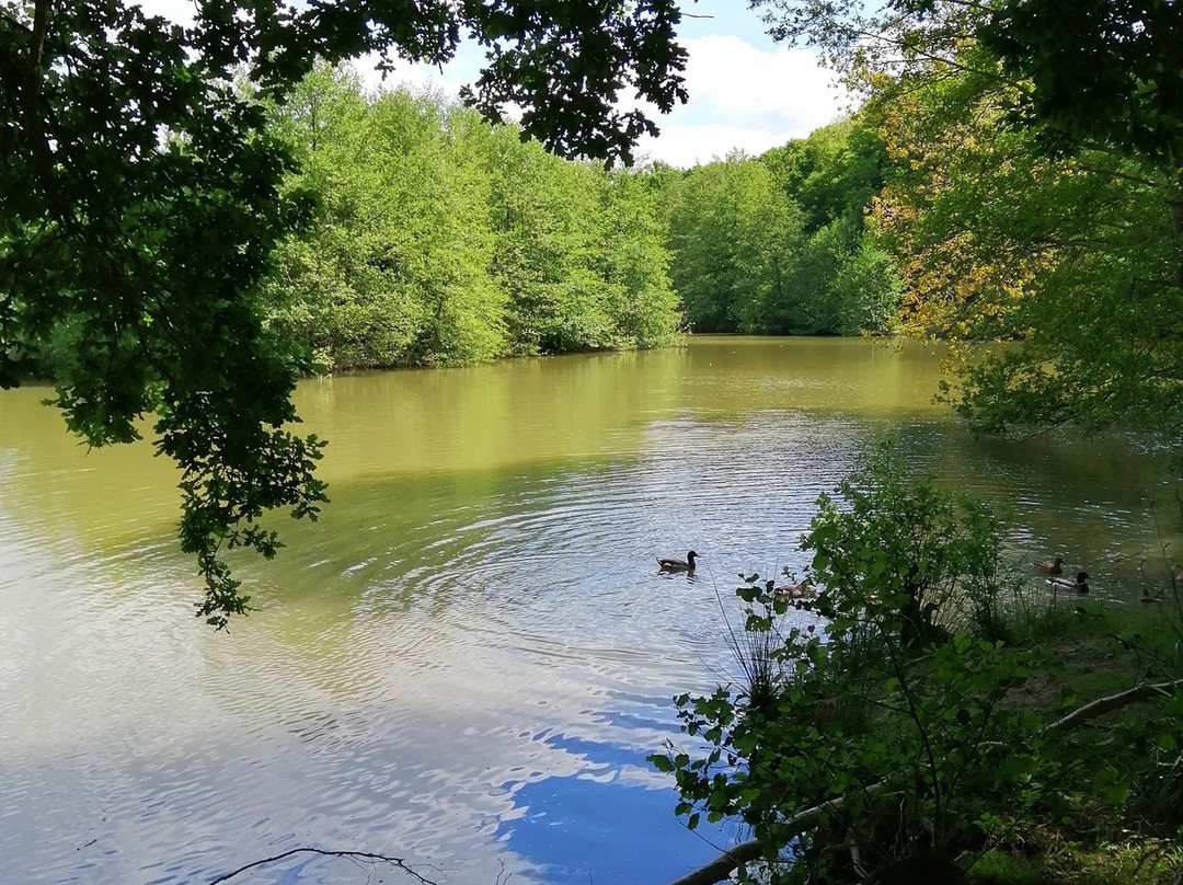 Etang d'Harchelles景点图片