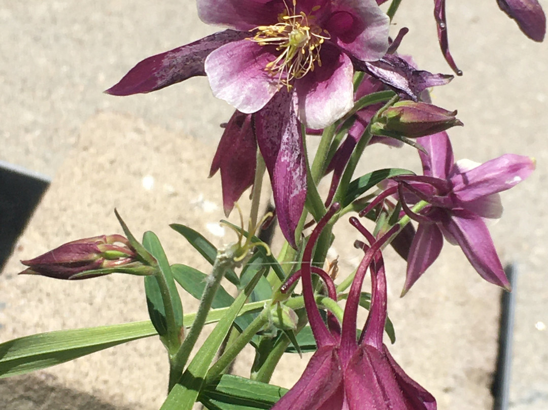 La Quinta Inn & Suites by Wyndham Enid主图