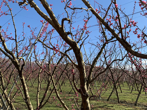 Jackson Orchards-克伦威尔镇必去景点