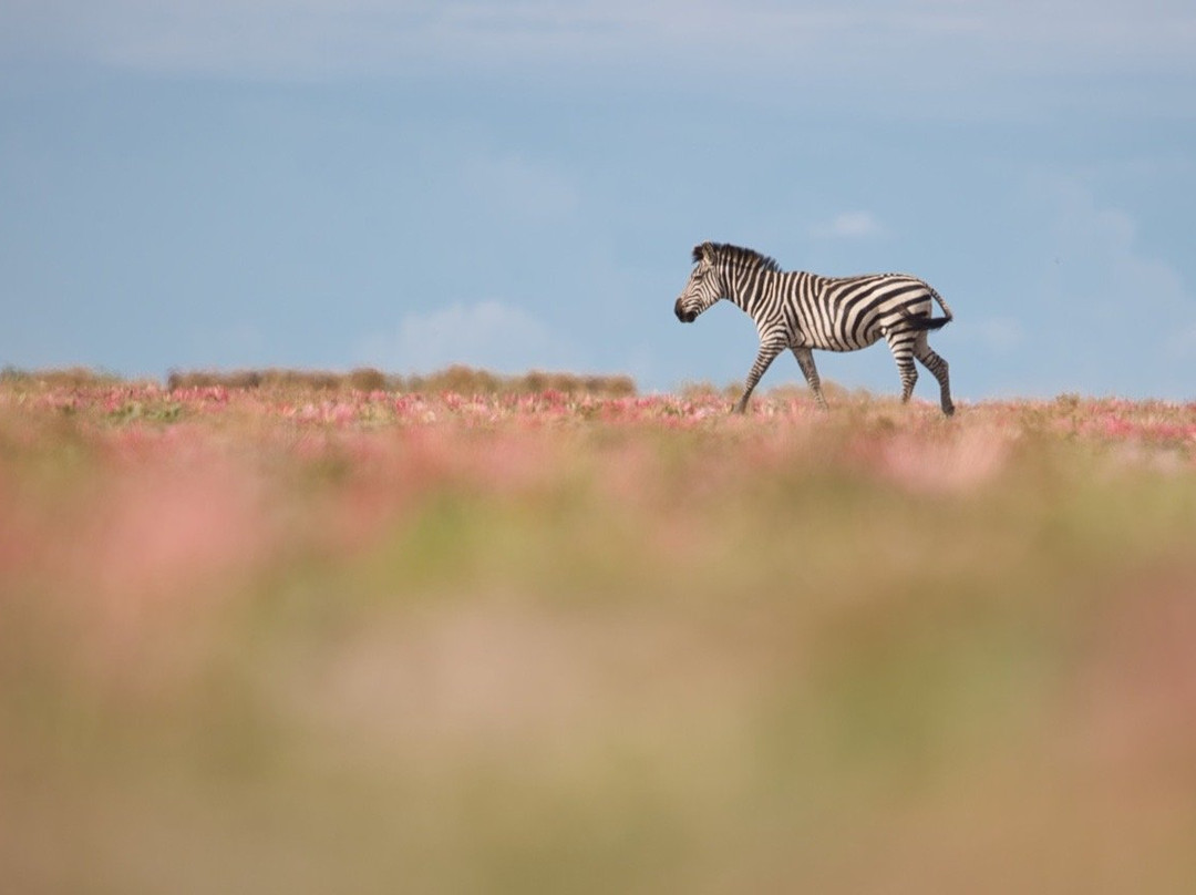 Unforgettable Africa-开普敦中心区必去景点