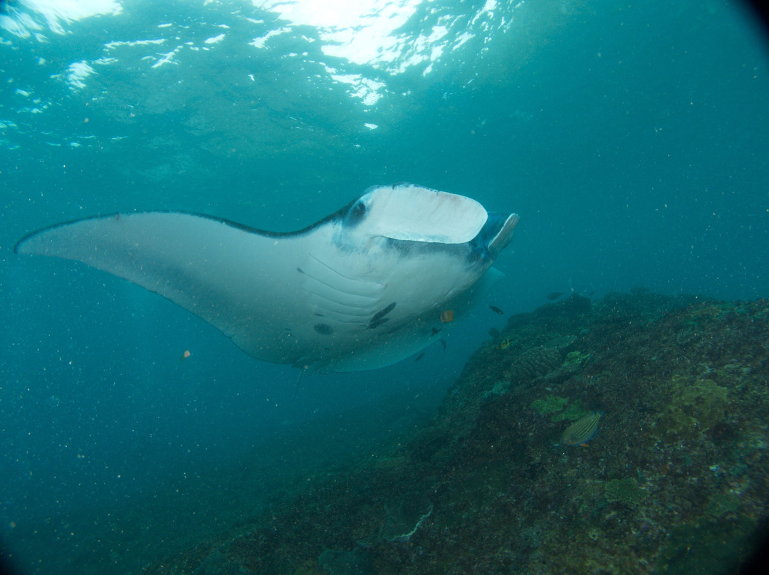 Manta Point-登巴萨必去景点