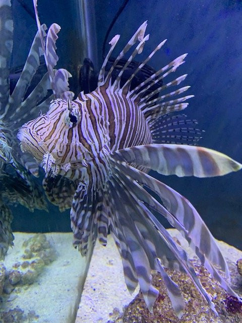 Discover Marine and Wildlife Eco Centre-阿罗朗吉必去景点