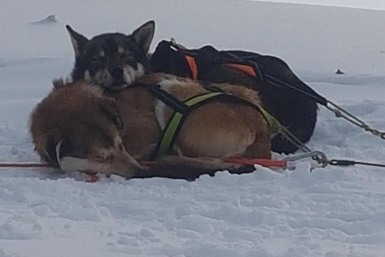 Backwoods Husky-Taivalkoski必去景点