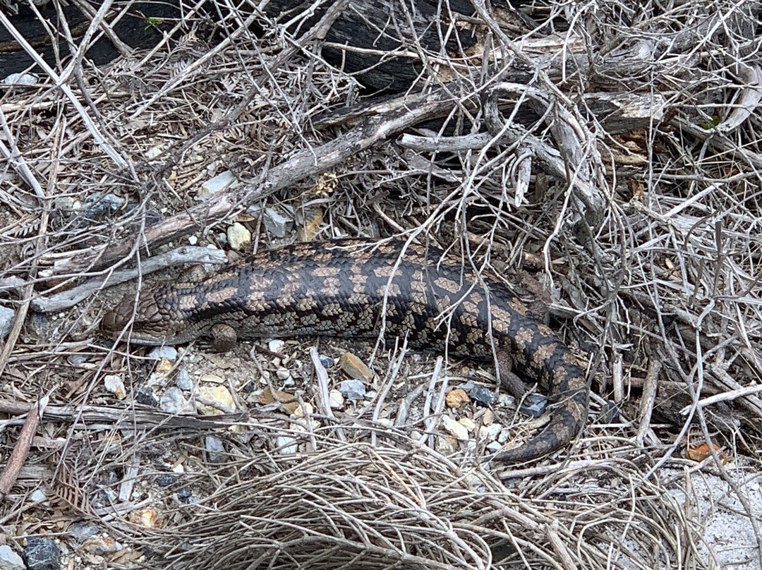 Foster North旅游攻略图片