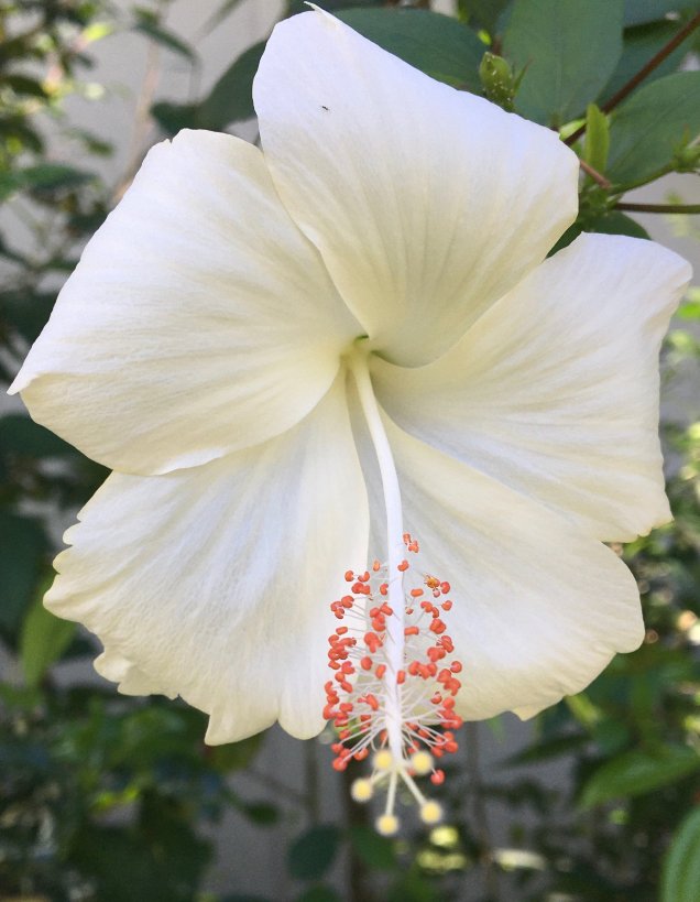 Embun Luxury Villas-浴室