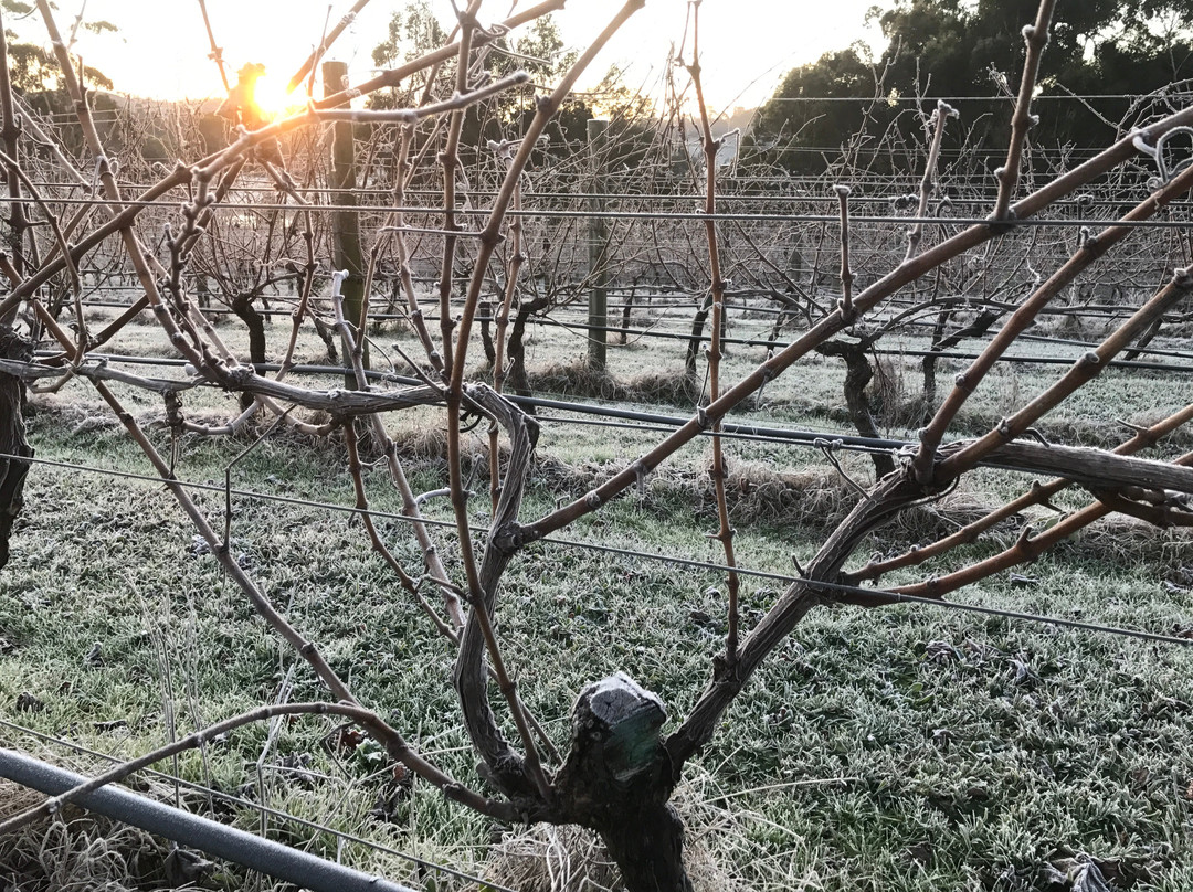 Gippsland Wine Company-Loch必去景点
