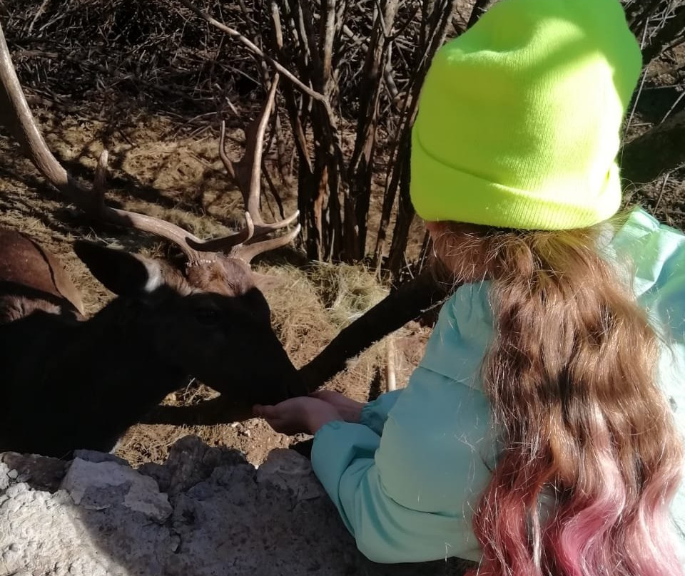 Konjicki Klub Pony & Mini Zoo