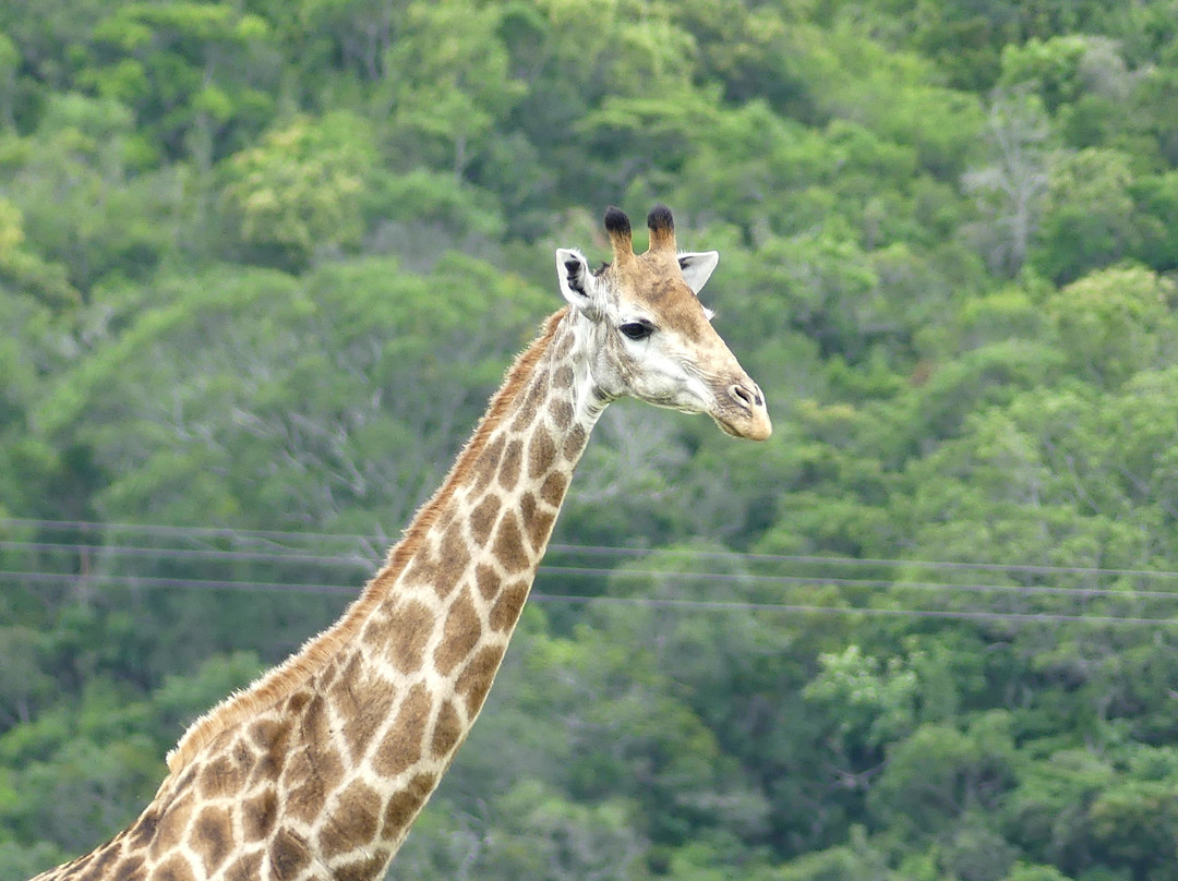 Inkwenkwezi Private Game Reserve-Carleen必去景点