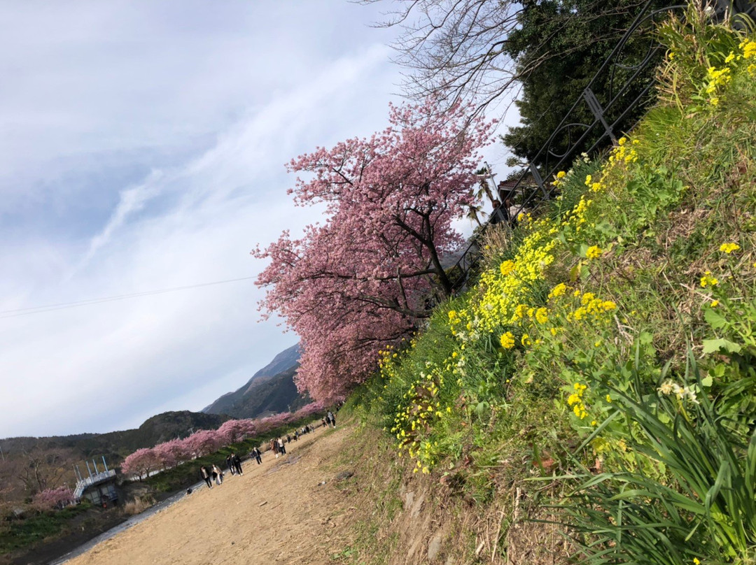 河津樱花景点图片