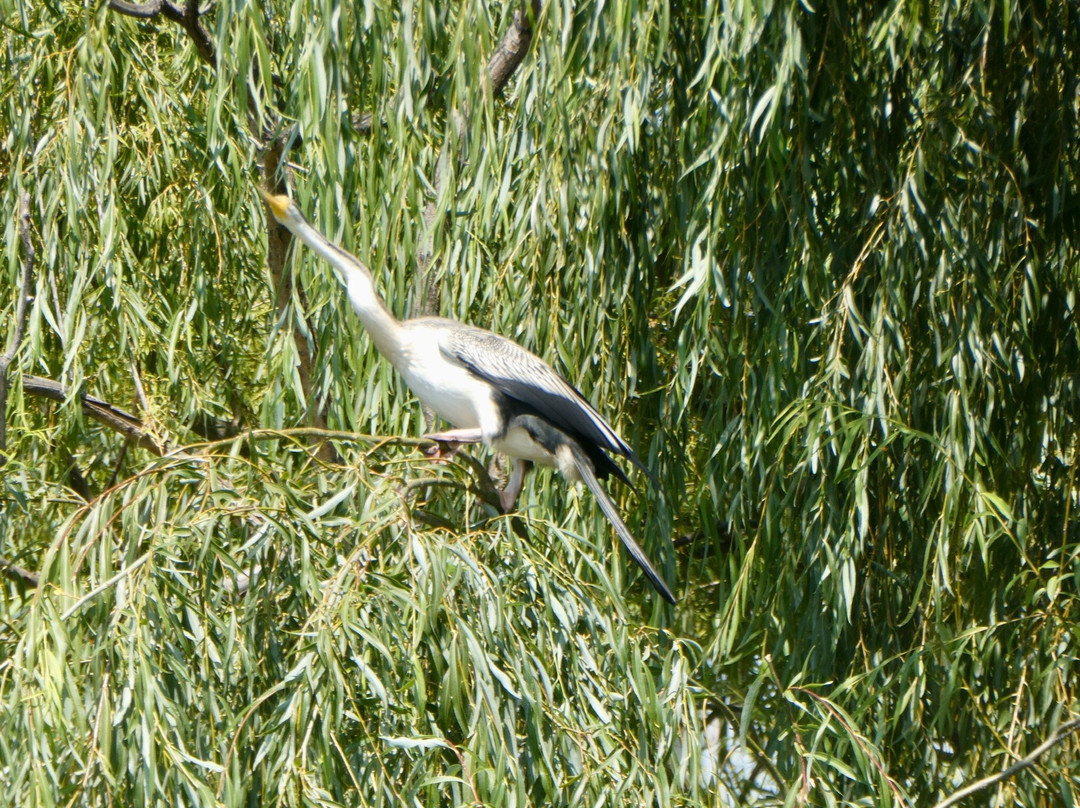 Four Knots Murray River Cruises景点图片