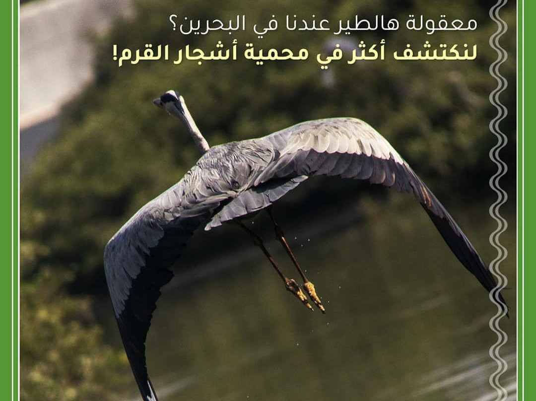 Sitrah旅游攻略图片