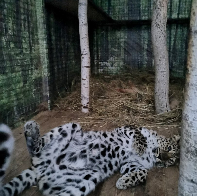 Kolkunovo-Pleshkovo必去景点