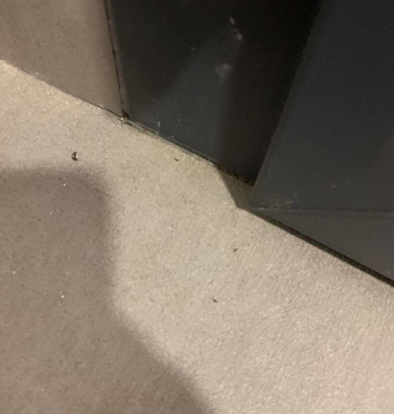 Hostal La Pasajera主图