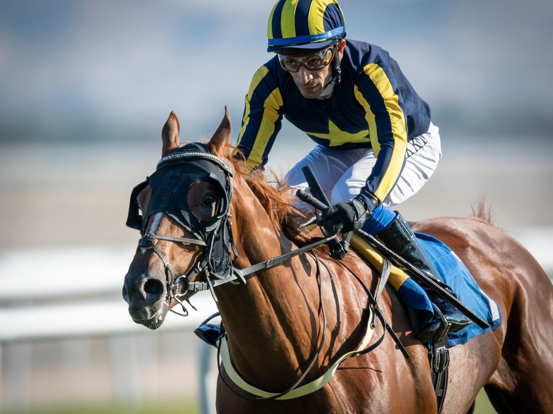 Rashid Equestrian & Horseracing Club-Riffa必去景点