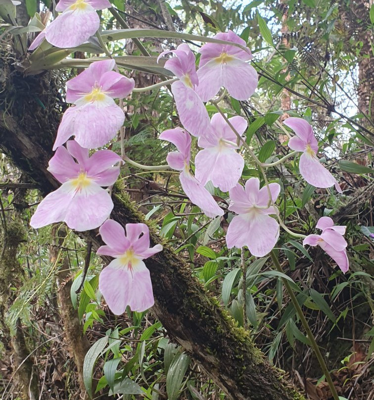 Reserva Orquideas-Jardin必去景点