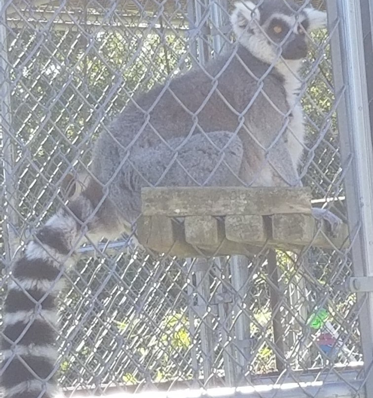 Elmira's Wildlife Sanctuary-Wimauma必去景点