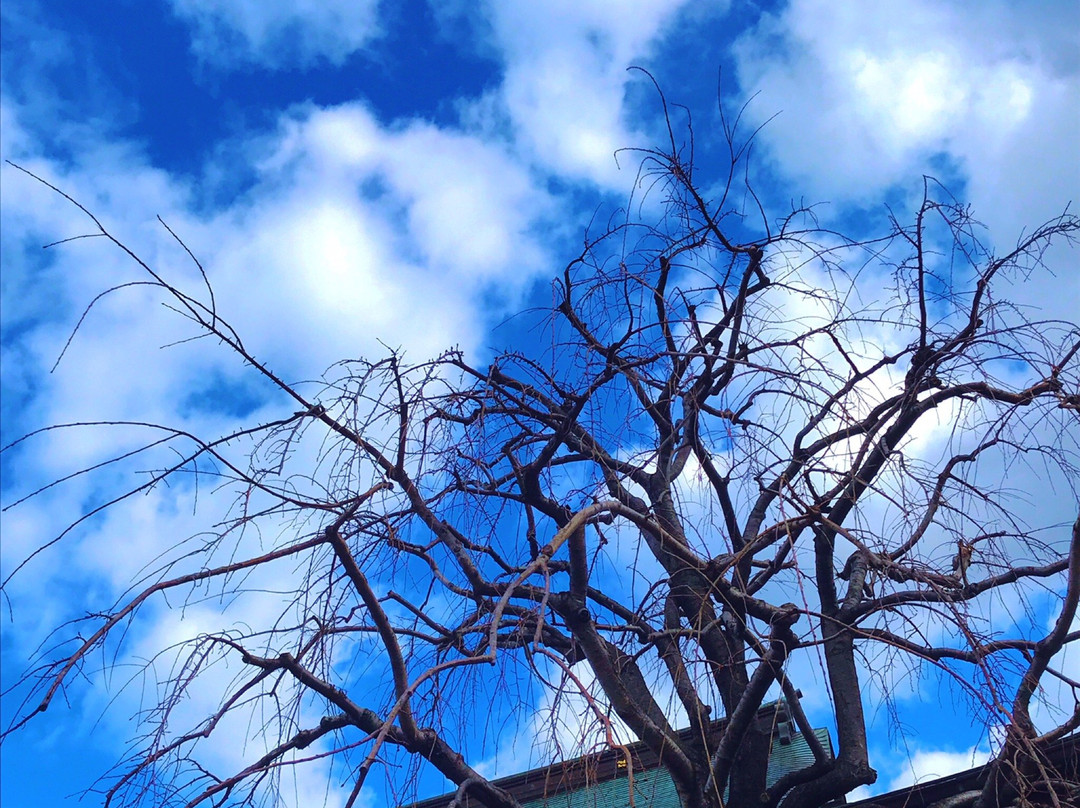 Shushoin Temple-Nishinippori必去景点