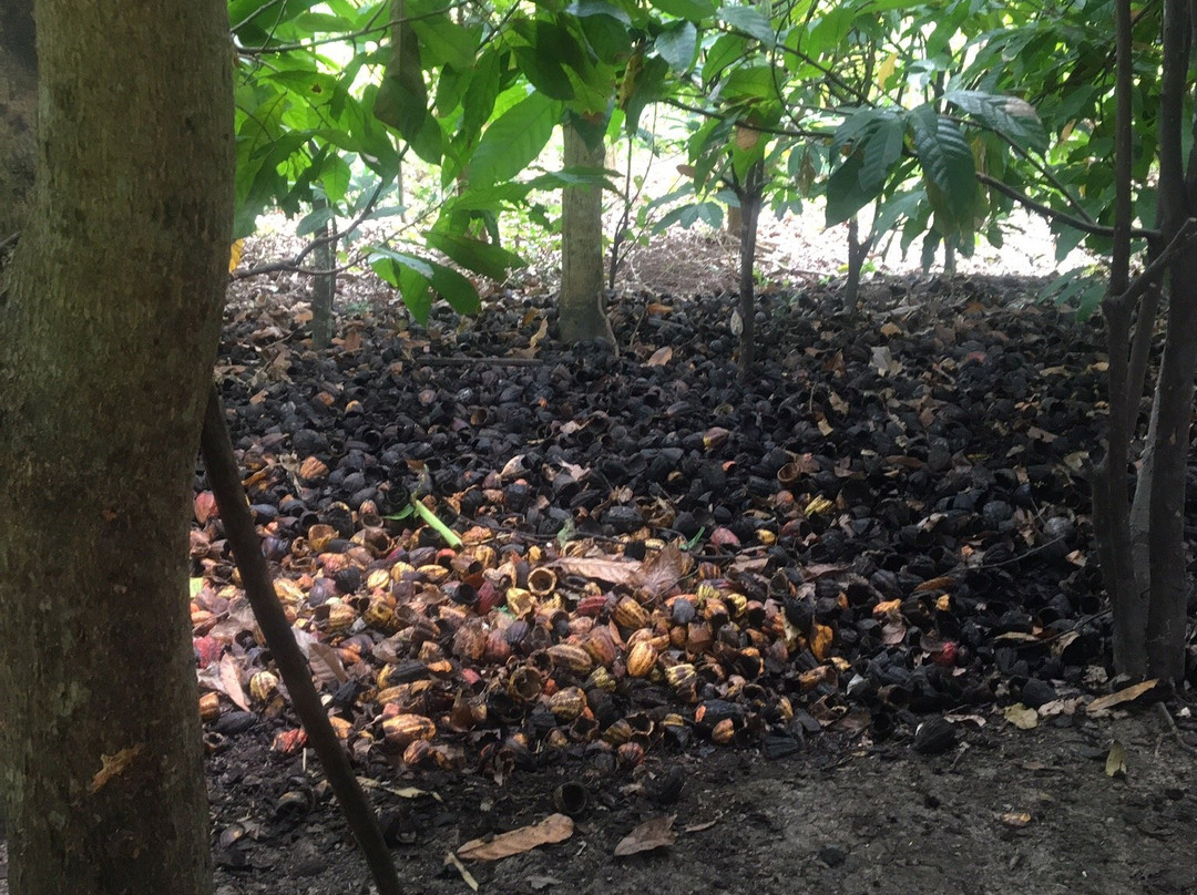 Muoi Cuong Cocoa Farm景点图片