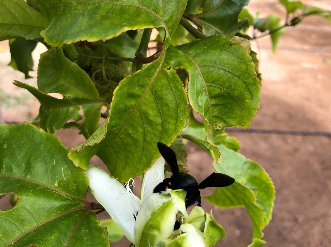 Montrigo Oasi-博阿维斯塔必去景点