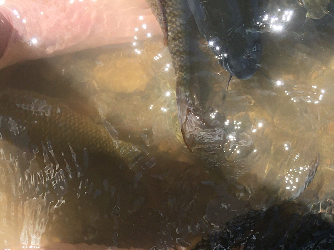 Sungai Moroli Fish Massage-拉瑙必去景点