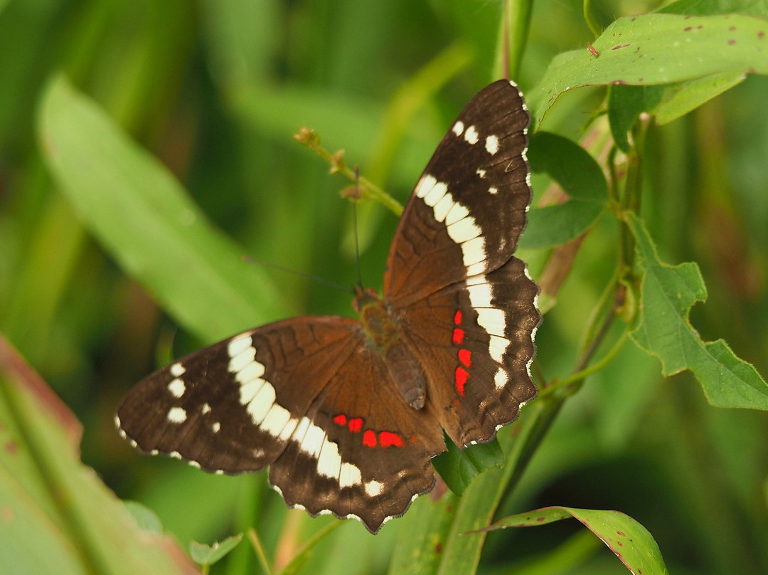 Panama Pipeline Bird Tours景点图片