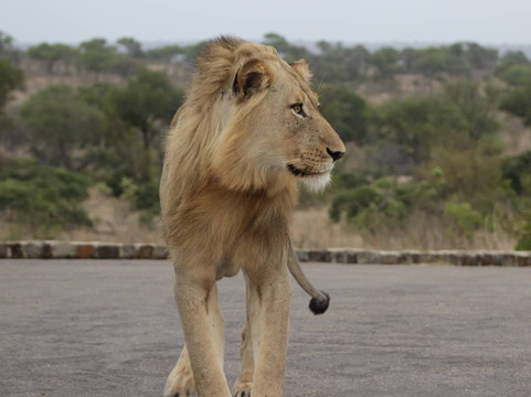 Muzi Safari Tours-雾观必去景点