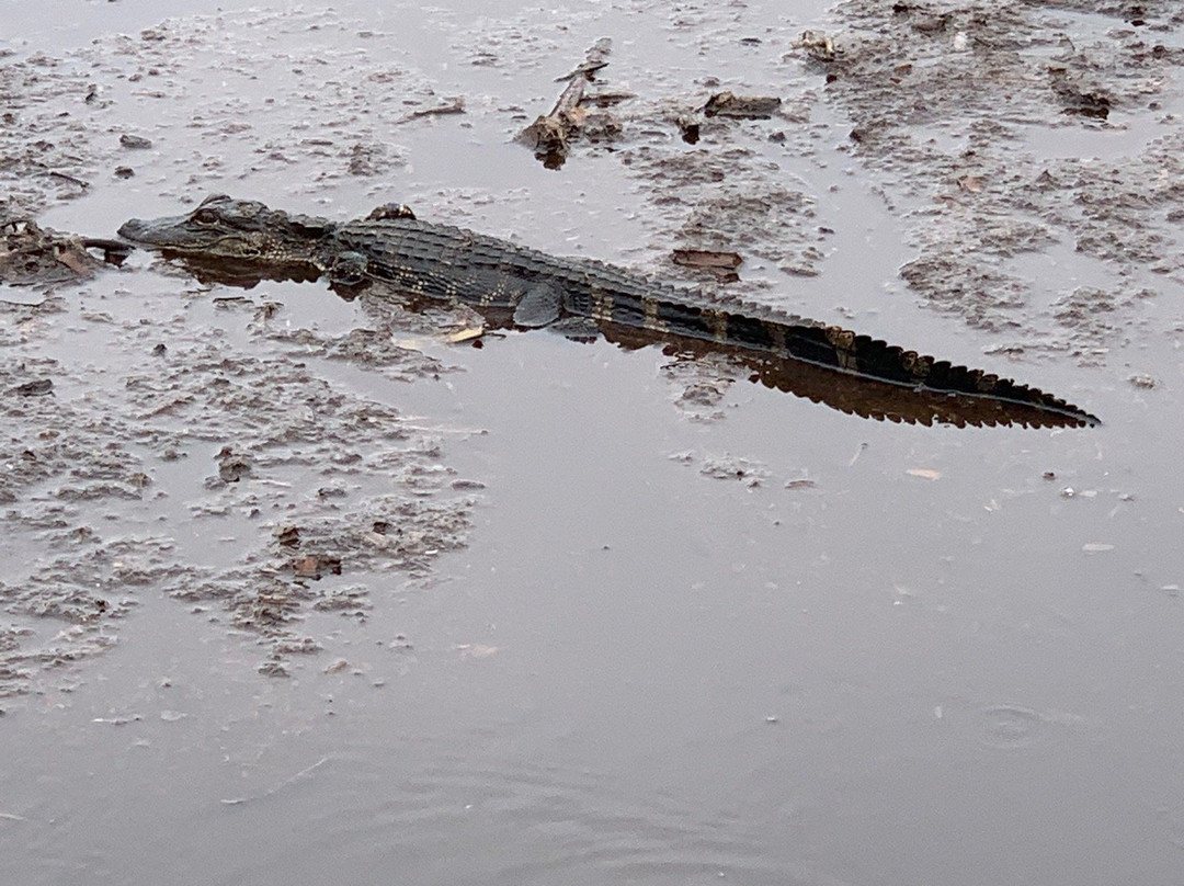 Airboat Ride West Palm Beach-西棕榈滩必去景点