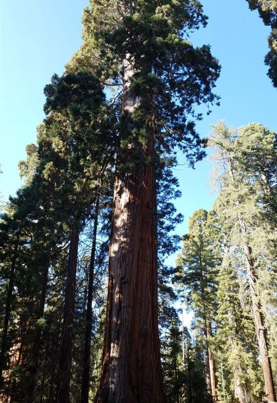 General Grant Tree Trail景点图片