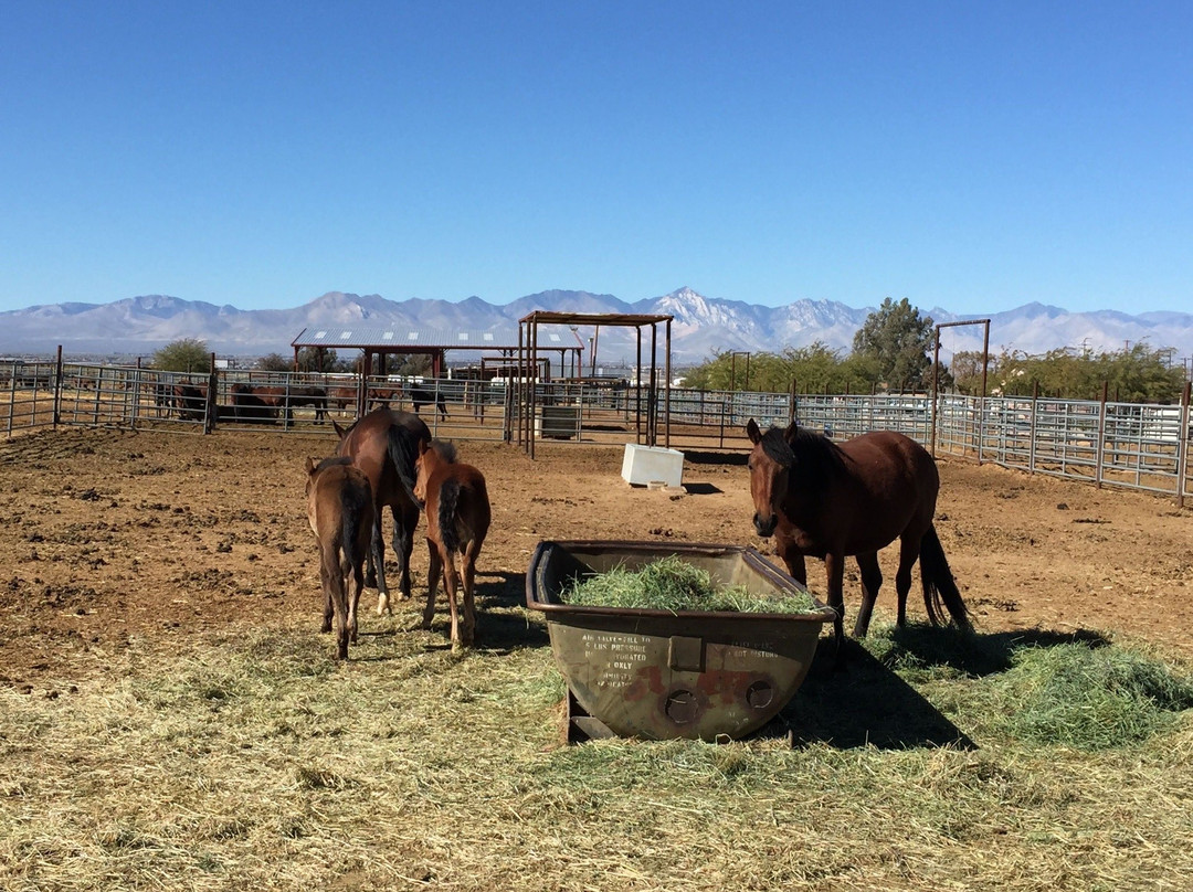 Ridgecrest Regional Wild Horse and Burro Corrals-里奇克莱斯特必去景点