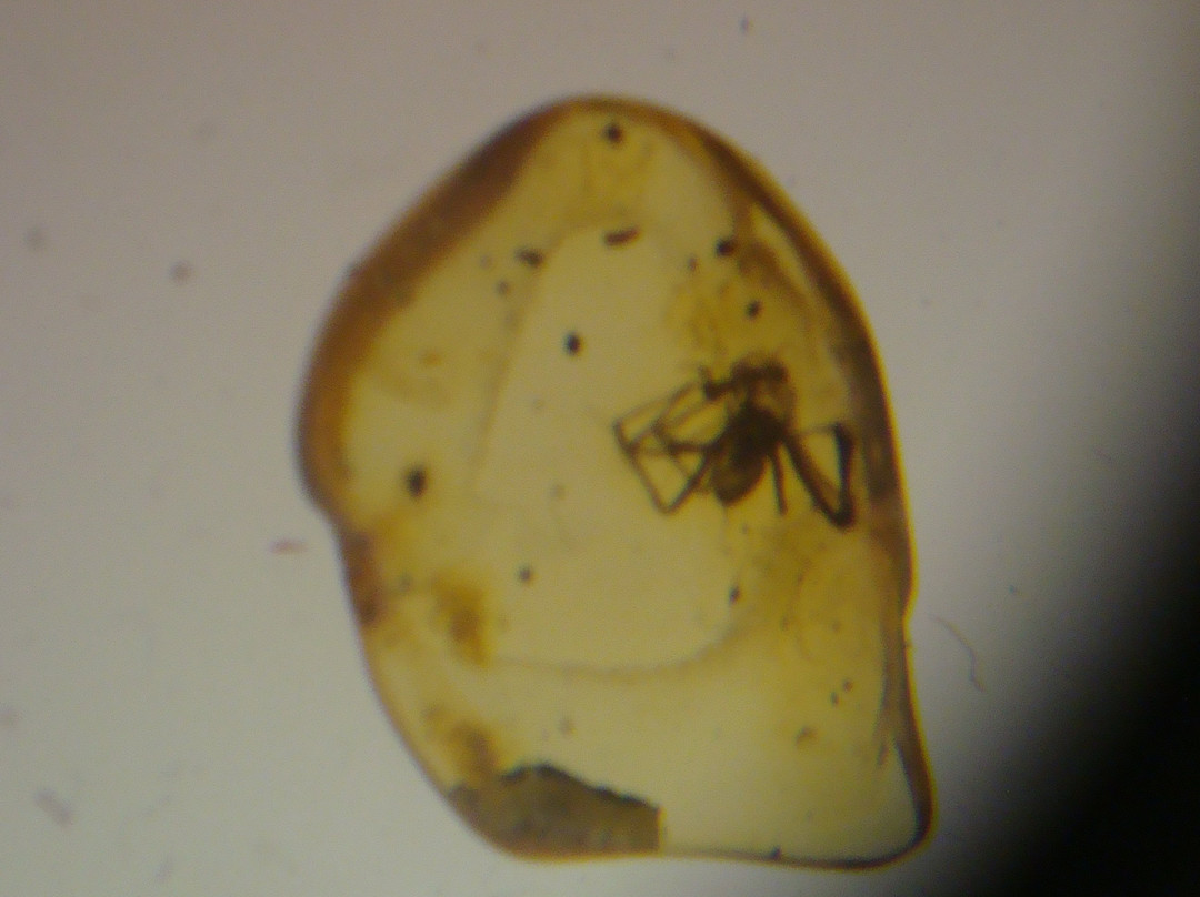 Amber Museum景点图片