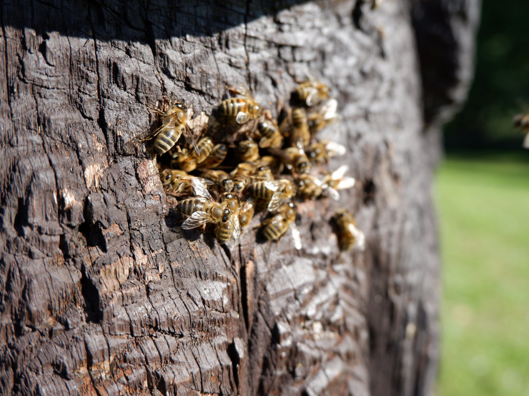 Museum of Ancient Beekeeping-Ignalina必去景点