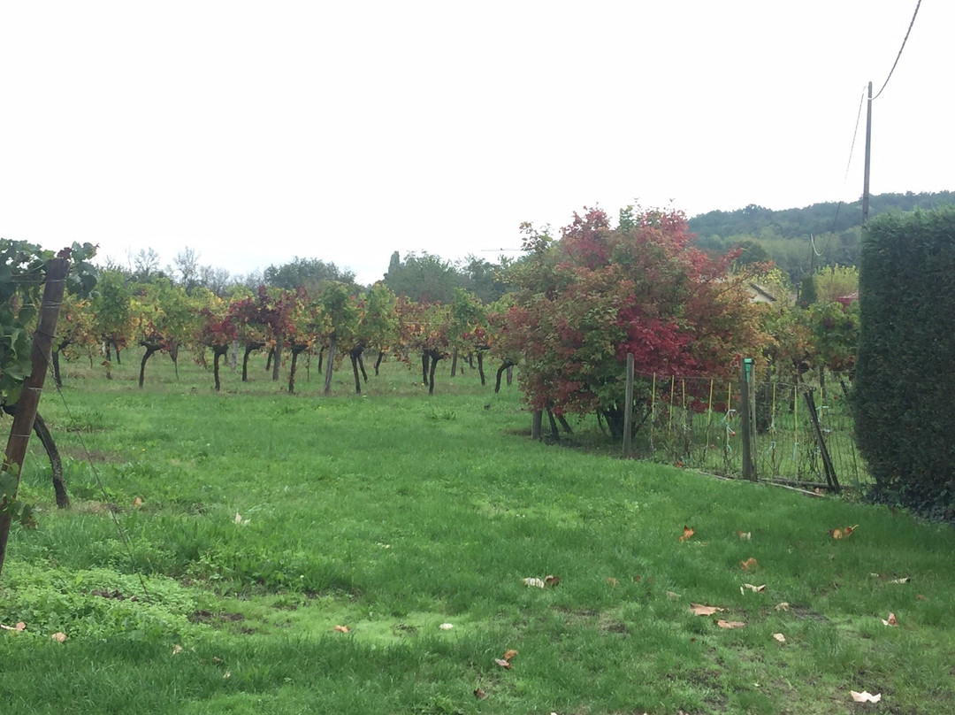 Chateau Haute Brande景点图片