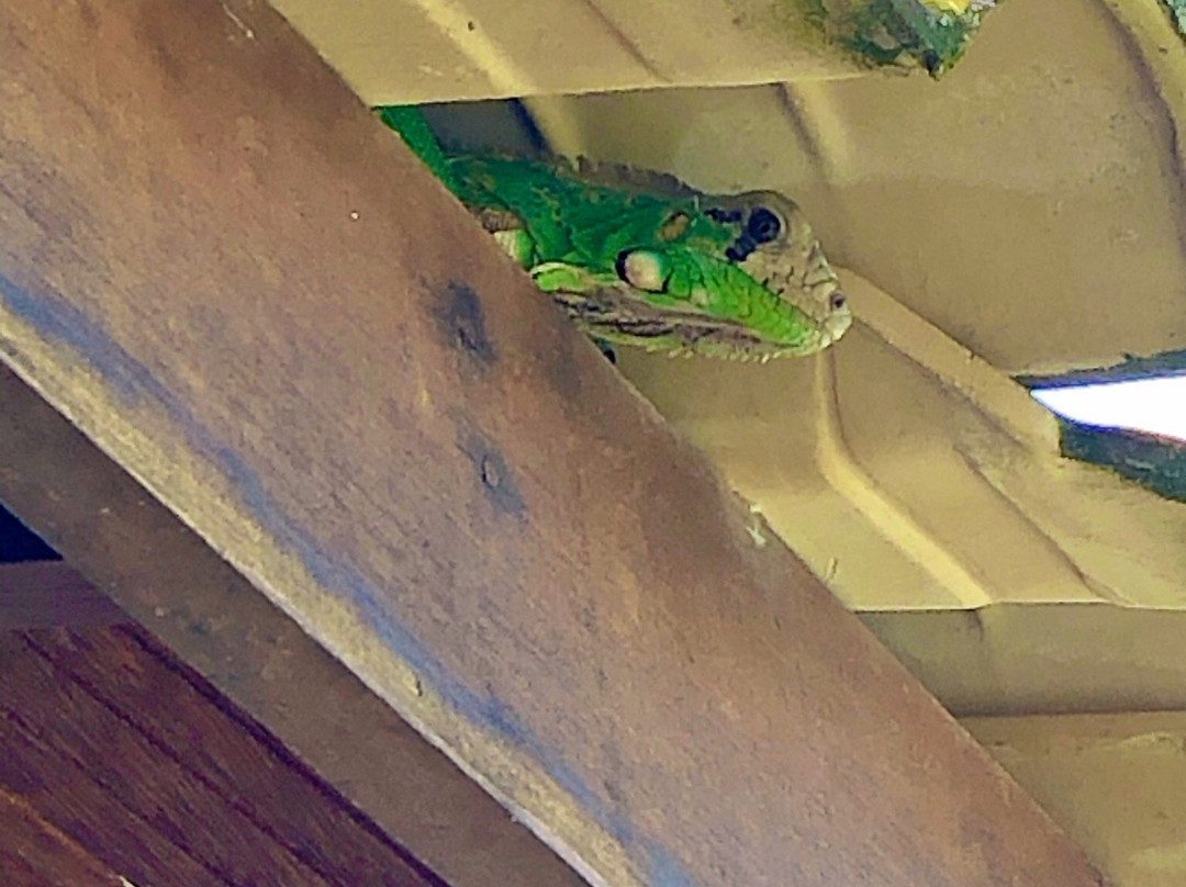 Jasmim dos Poetas主图