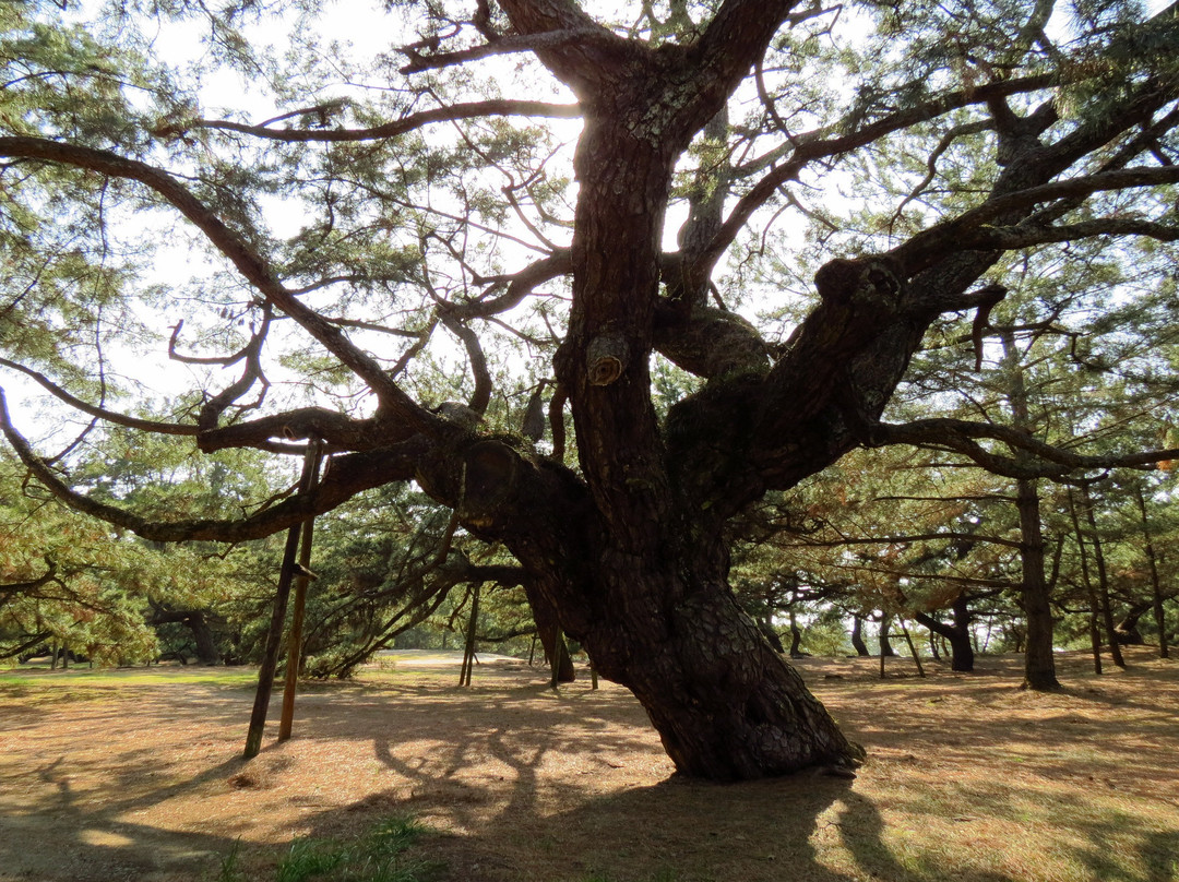 Kotohiki Park景点图片