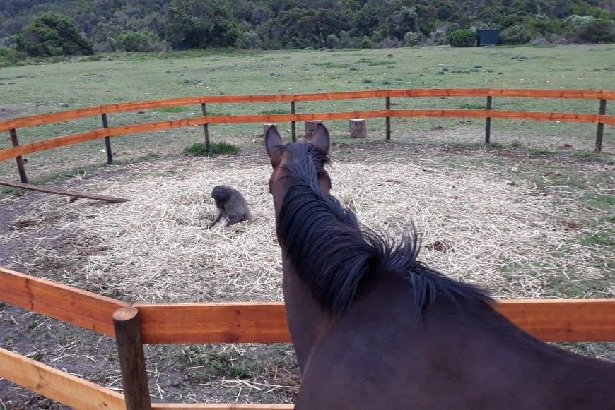 K-Rides Equine Education And Energy Centre景点图片