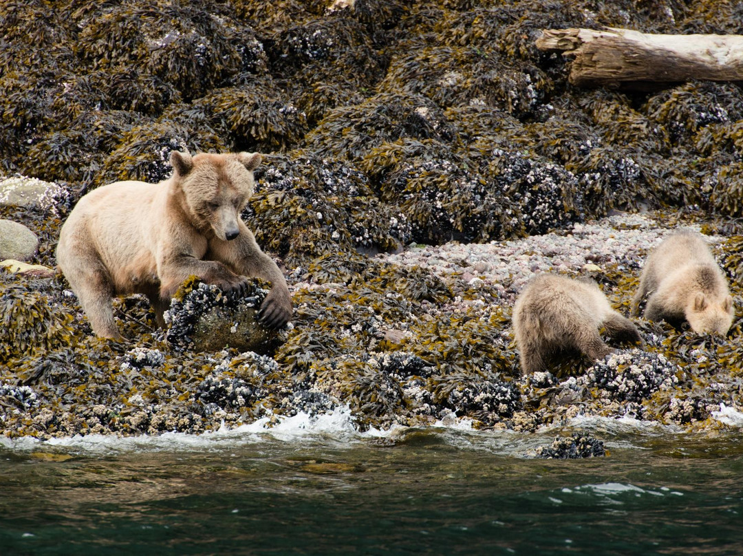 Sea Wolf Adventures景点图片