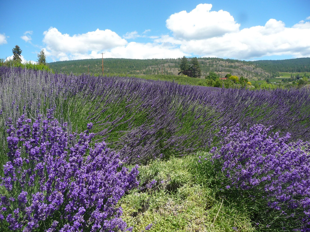 Forest Green Man Lavender景点图片