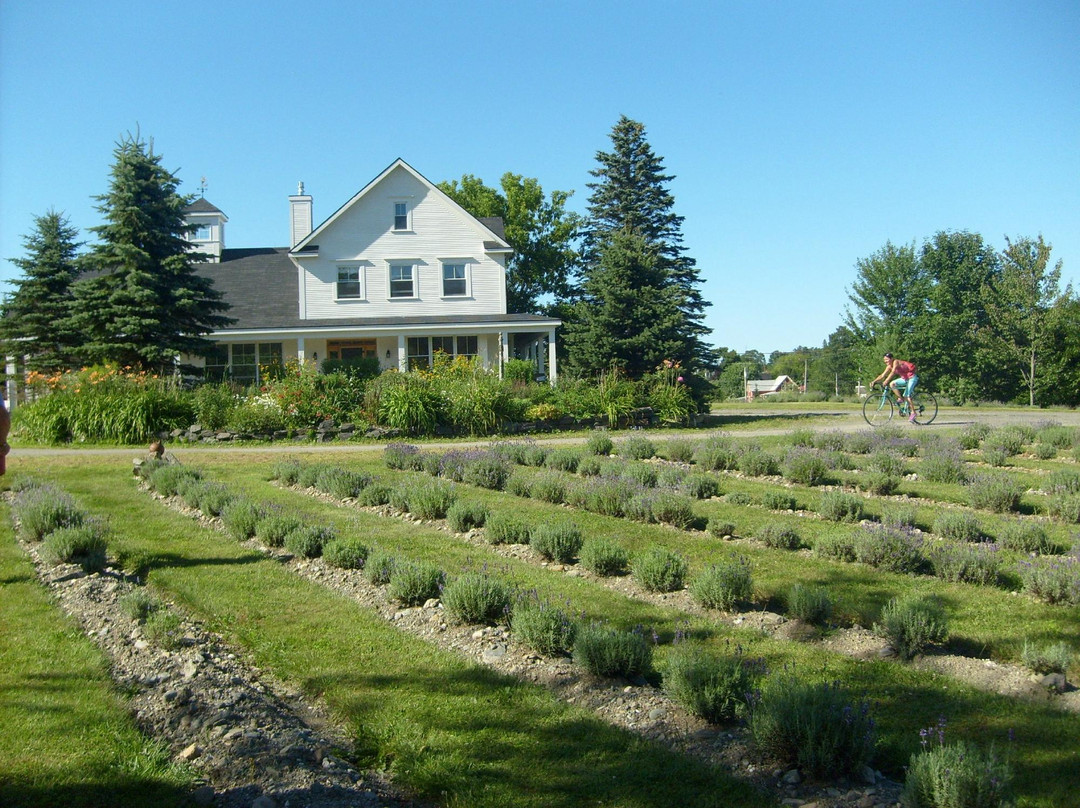 Brome旅游景点-Joie de Lavande