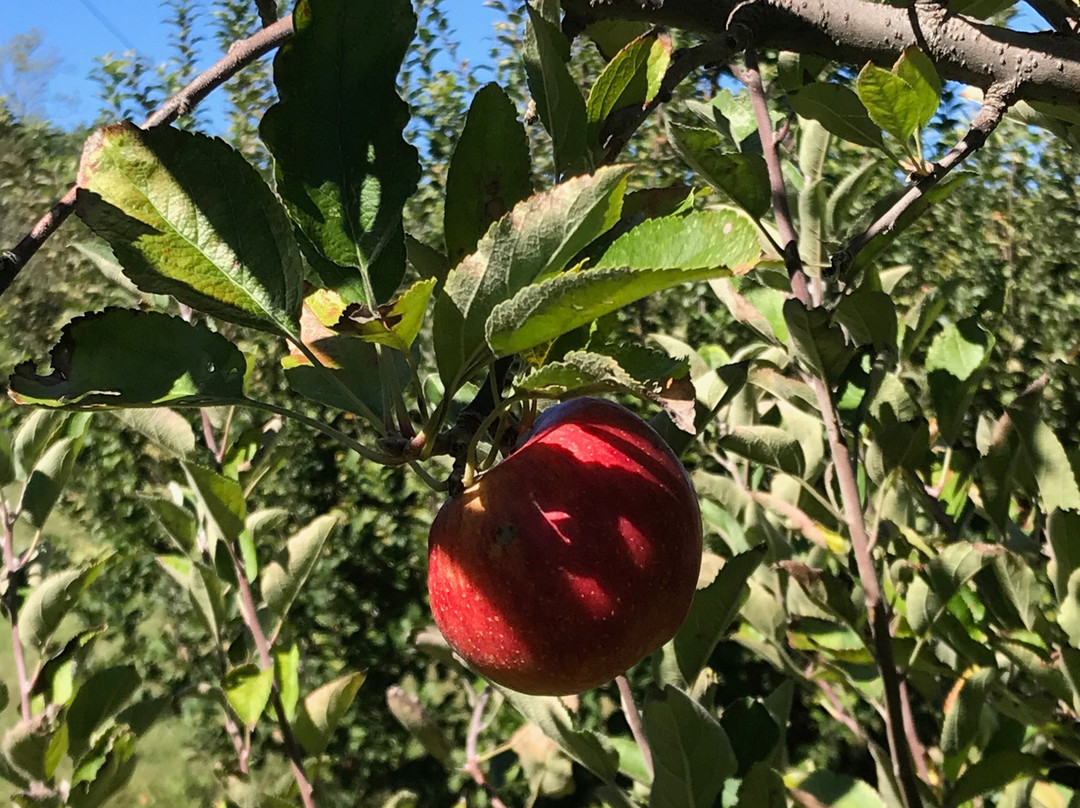 Wheeler’s Orchard & Vineyard-Dunlap必去景点