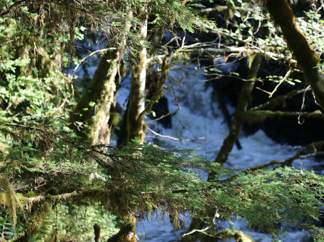 Tongass National Forest-凯奇坎必去景点