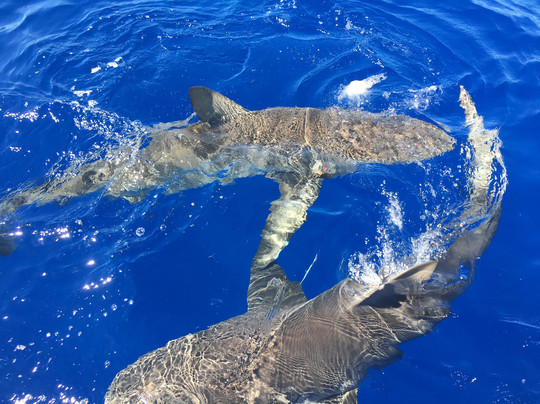 Hawaii Ocean Adventure Tours