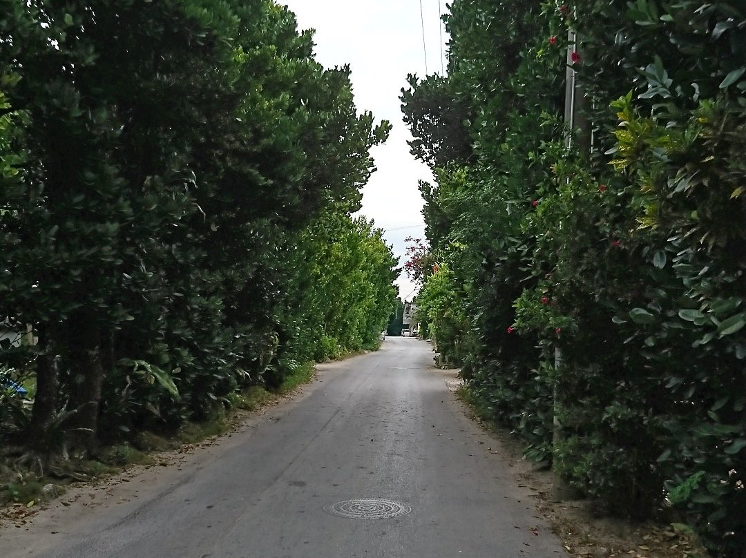 备瀨福木林道景点图片