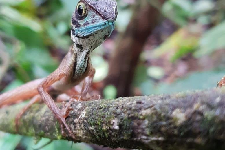Sinharaja Expedition - Tour Guide In Sinharaja Rainforest-Deniyaya必去景点