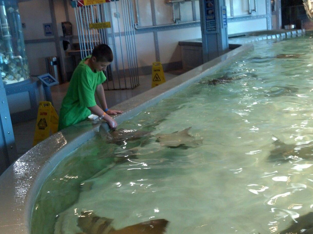 克马旅游景点-Stingray Reef 215 Kipp Ave