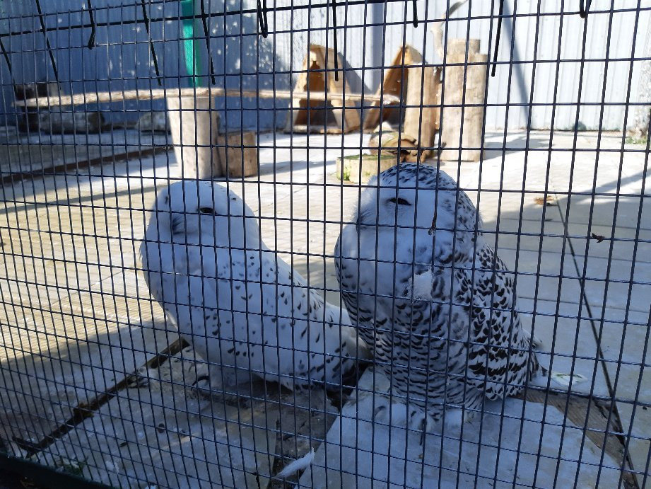 Samara Zoo-萨马拉必去景点