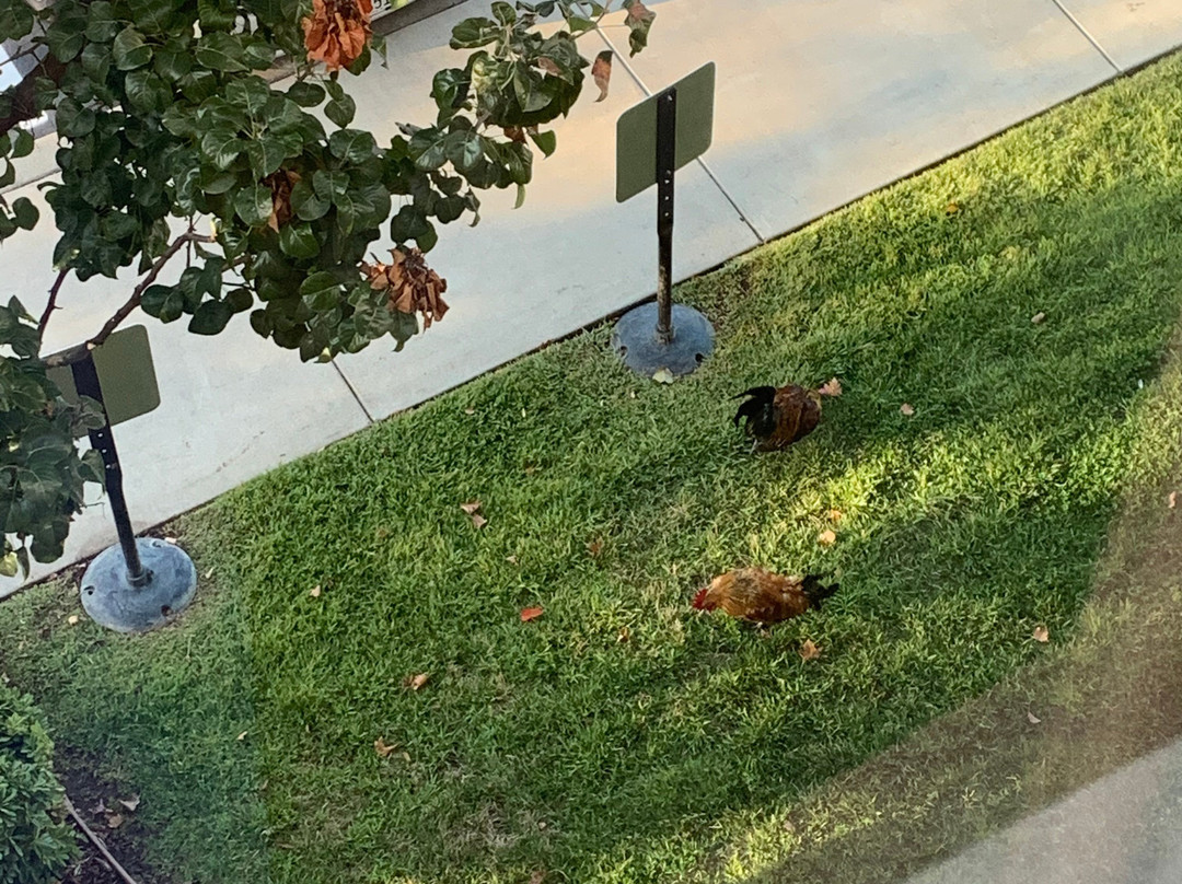 裕巴城希尔顿恒庭旅馆&套房酒店主图