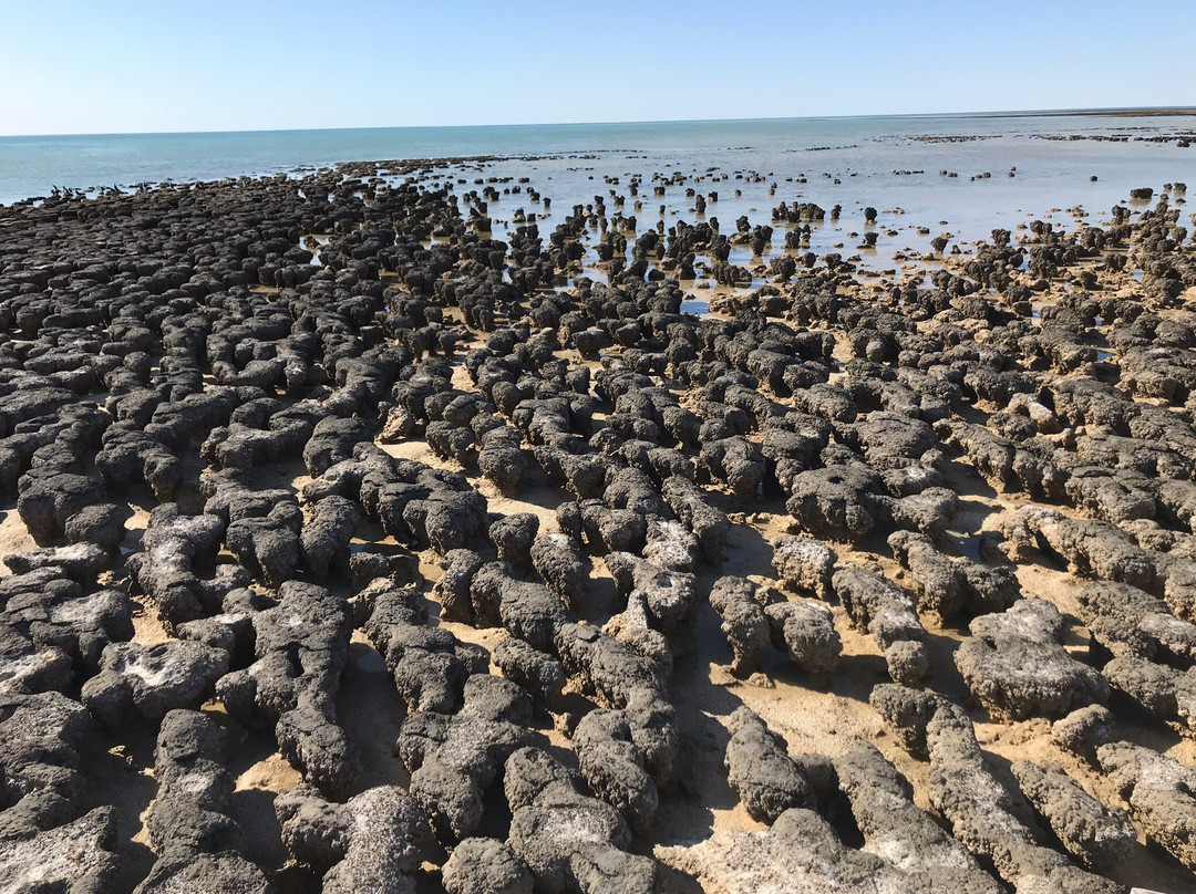 Stromatolites of Shark Bay景点图片