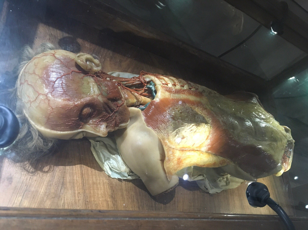 Museo delle Cere Anatomiche-卡利亚里省必去景点