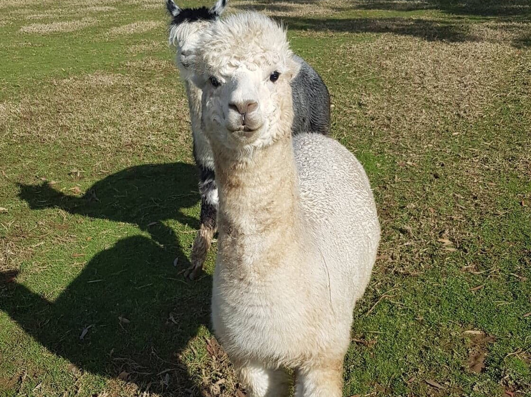 Bimbadeen Phillip Island主图