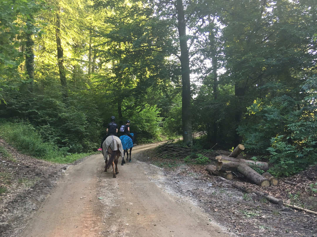 Private Horse Tours-维也纳必去景点